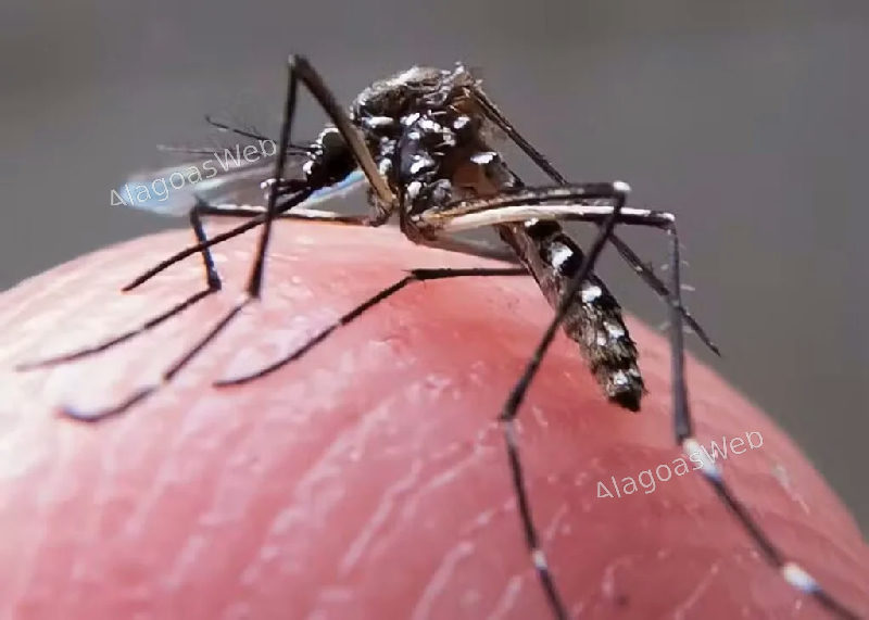Ministério da Saúde alerta para risco de aumento de dengue e chikungunya com avanço do El Niño
