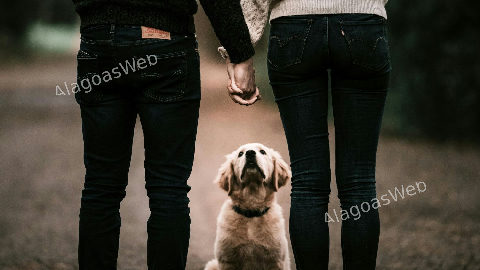 Guarda compartilhada de pets entra na lei brasileira
