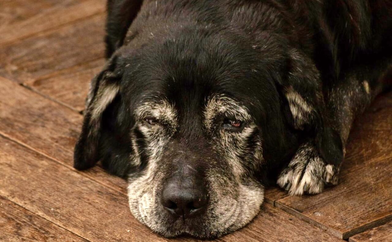 Os animais que passam anos aguardando uma família