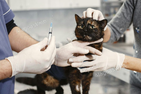 Saúde animal começa pela prevenção e passa pela vacinação