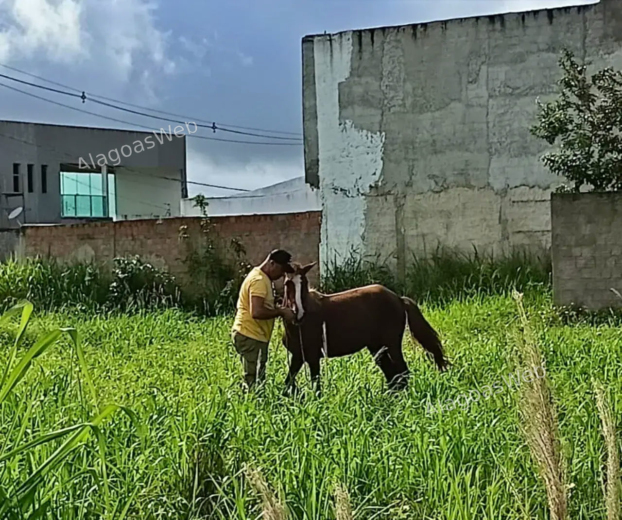 Vários animais foram encontrados em terrenos baldios