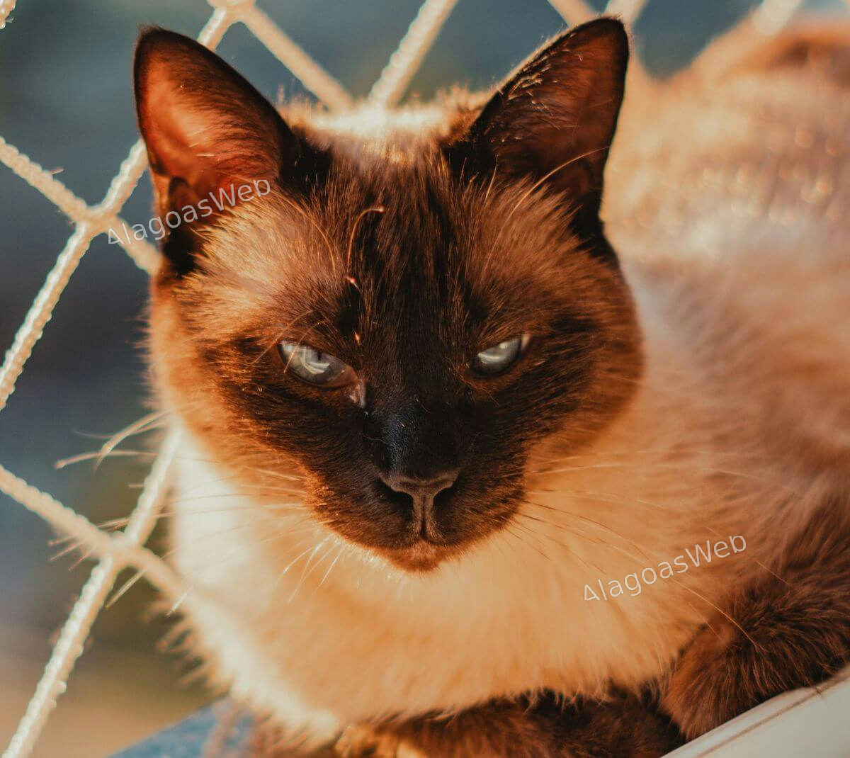 A escolha de um pet pode mudar quando a idade deixa de importar (imagem: Pexels)