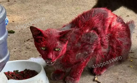 Mistério de 'gata vermelha' dispara alerta em cidade nos EUA