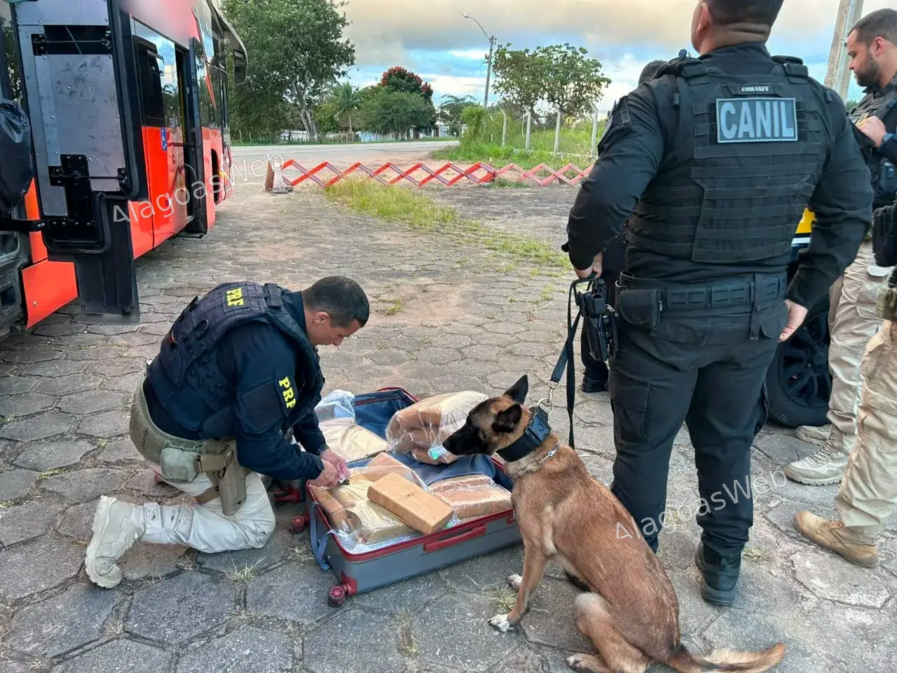 Ação da polícia com cão farejador apreende mais de 30kg de maconha em Alagoas