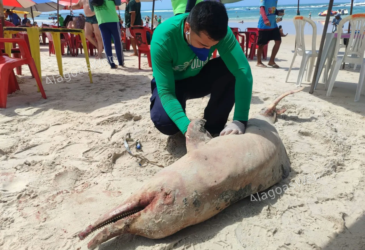 Golfinho é encontrado morto com marcas de mordidas de tubarão na Praia do Francês