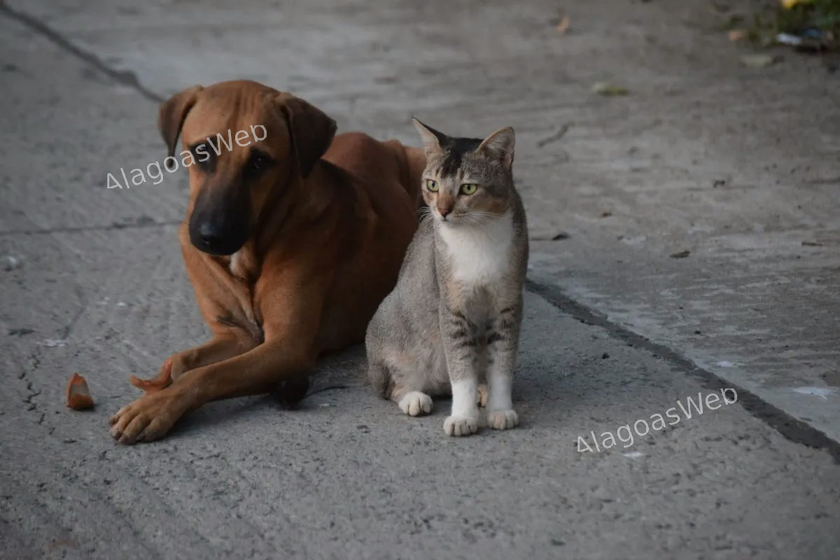 O estilo de vida do pet redefine a estratégia de vacinação