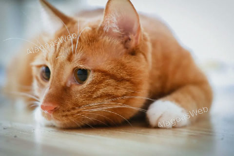 O silêncio dos gatos pode esconder sinais de dor e doenças