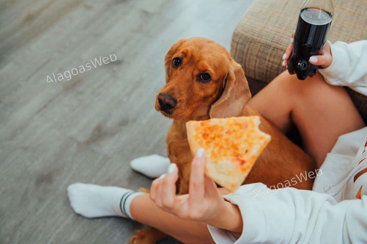 Seu pet está com fome ou apenas aprendeu a pedir comida?