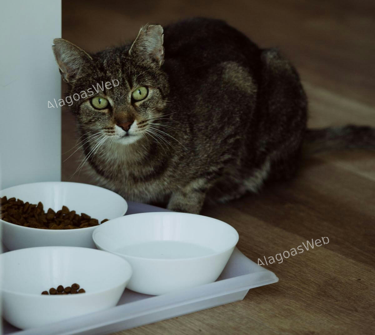 Seu pet está com fome ou apenas aprendeu a pedir comida?