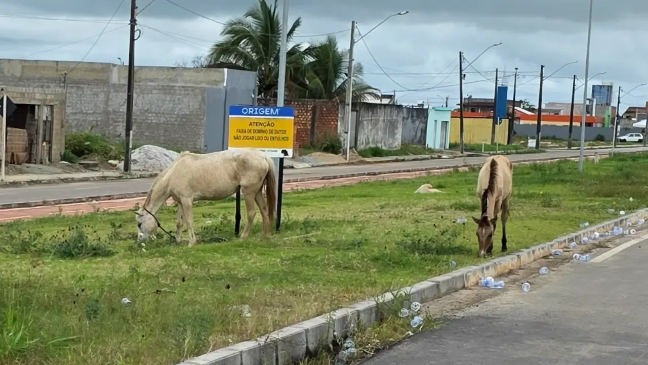 MP cobra da Prefeitura de São Miguel ações contra animais soltos e recuperação de gradis