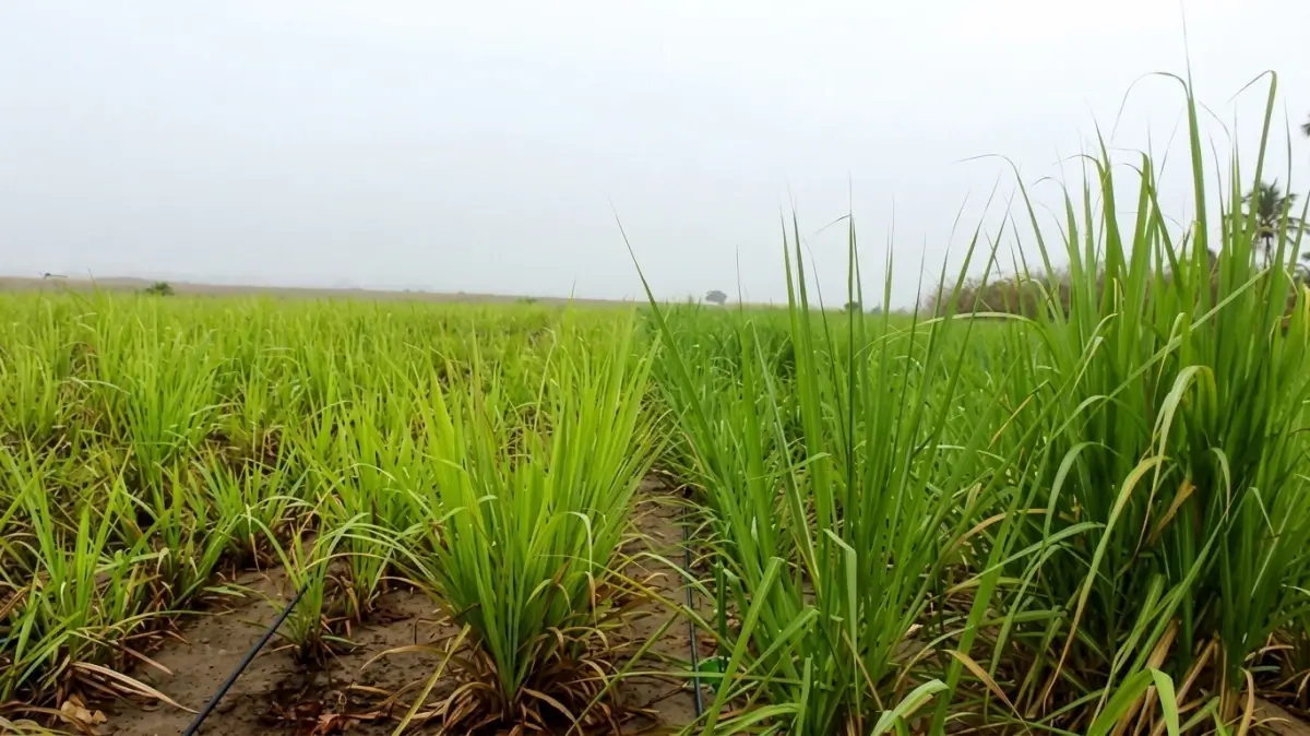 Produção de cana-de-açúcar em Alagoas deve crescer mais de 12% em 2026, aponta IBGE