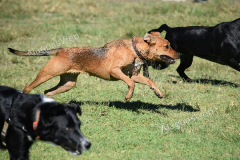 Conheça os caminhos para desenvolver a inteligência dos cães