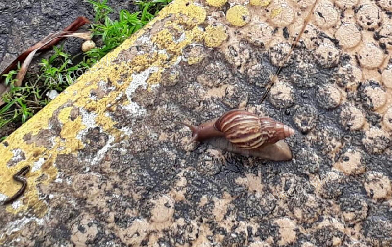 Aparição de caracol africano deixa em alerta população alagoana