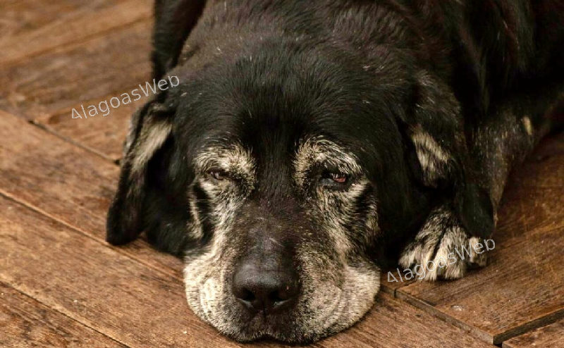 Os animais que passam anos aguardando uma família