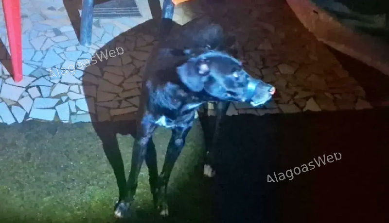 PM prende homem que 'colou' boca de cachorro com fita isolante