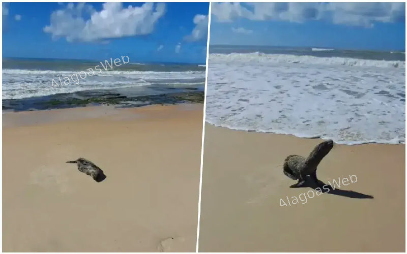 Lobo-marinho é encontrado em praia de Jequiá da Praia