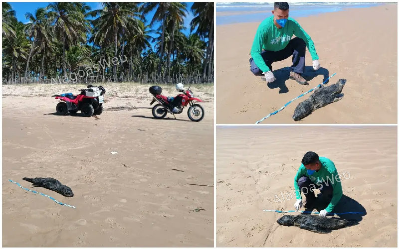 Lobo-marinho avistado em Jequiá da Praia é encontrado morto em Feliz Deserto