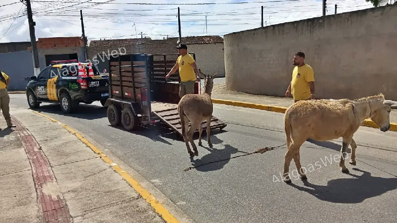 SMTT realiza apreensão de animais soltos em diferentes pontos de São Miguel dos Campos
