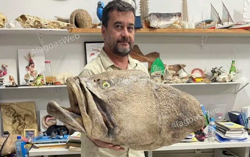 Cabeça de mero taxidermizada será utilizada para educação ambiental