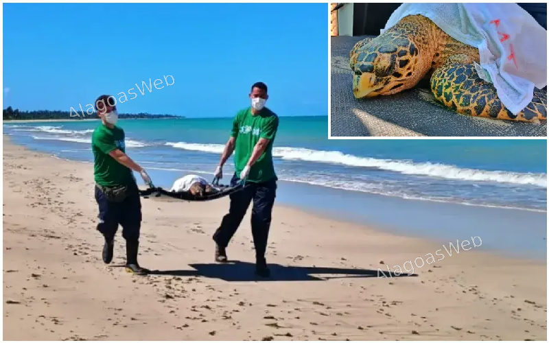Tartaruga é resgatada com ferimentos na Praia de Ipioca, em Maceió