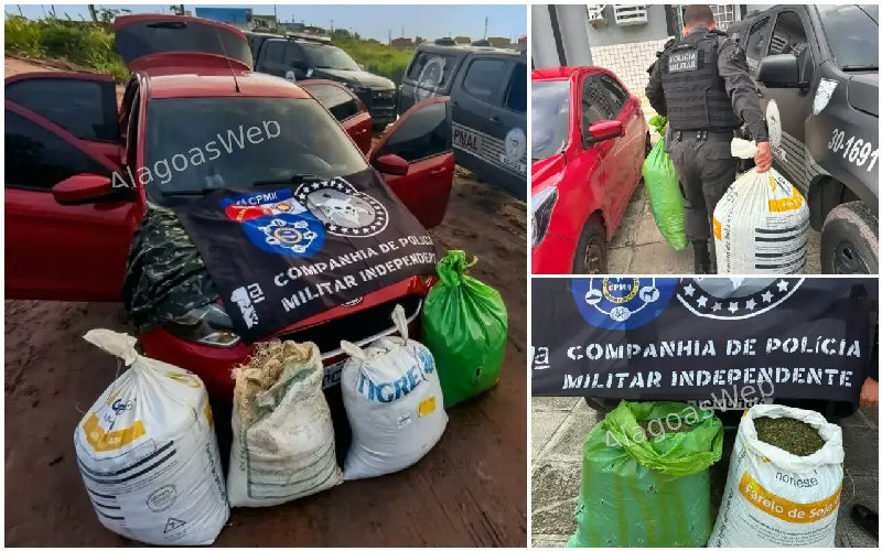 Pancada no tráfico: 1ª Cia Independente apreende mais de 35 kg de maconha em São Miguel dos Campos