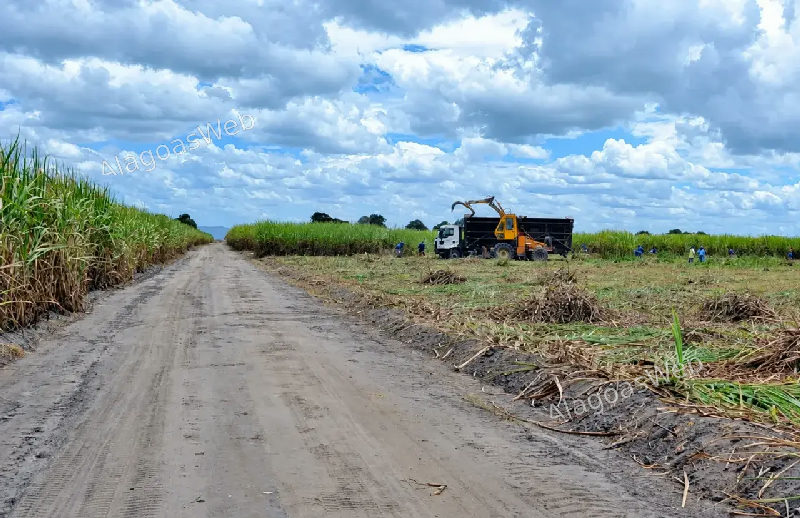 Safra de cana cresce no Brasil; Nordeste deve produzir 55,5 milhões de toneladas