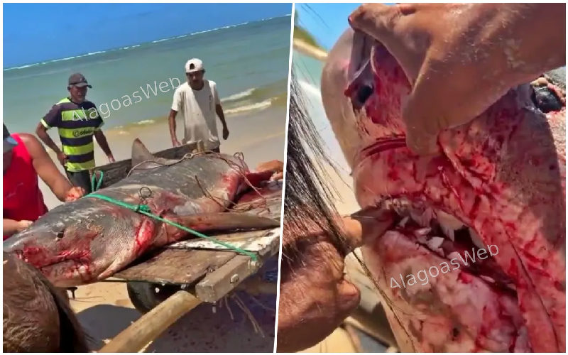 Pescadores capturam tubarão de mais de 2 metros em praia de Alagoas